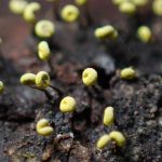 イタモジホコリ の高画質写真です。横浜市で、2024年10月2日に撮影したものです。