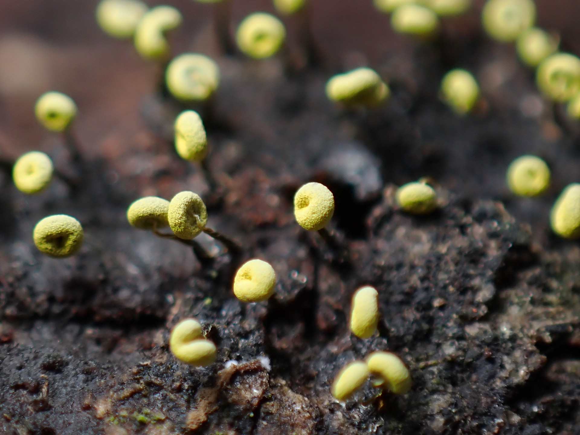 イタモジホコリ の高画質写真です。横浜市で、2024年10月2日に撮影したものです。