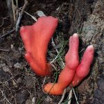 カエンタケ の高画質写真です。横浜市で、2024年10月13日に撮影したものです。