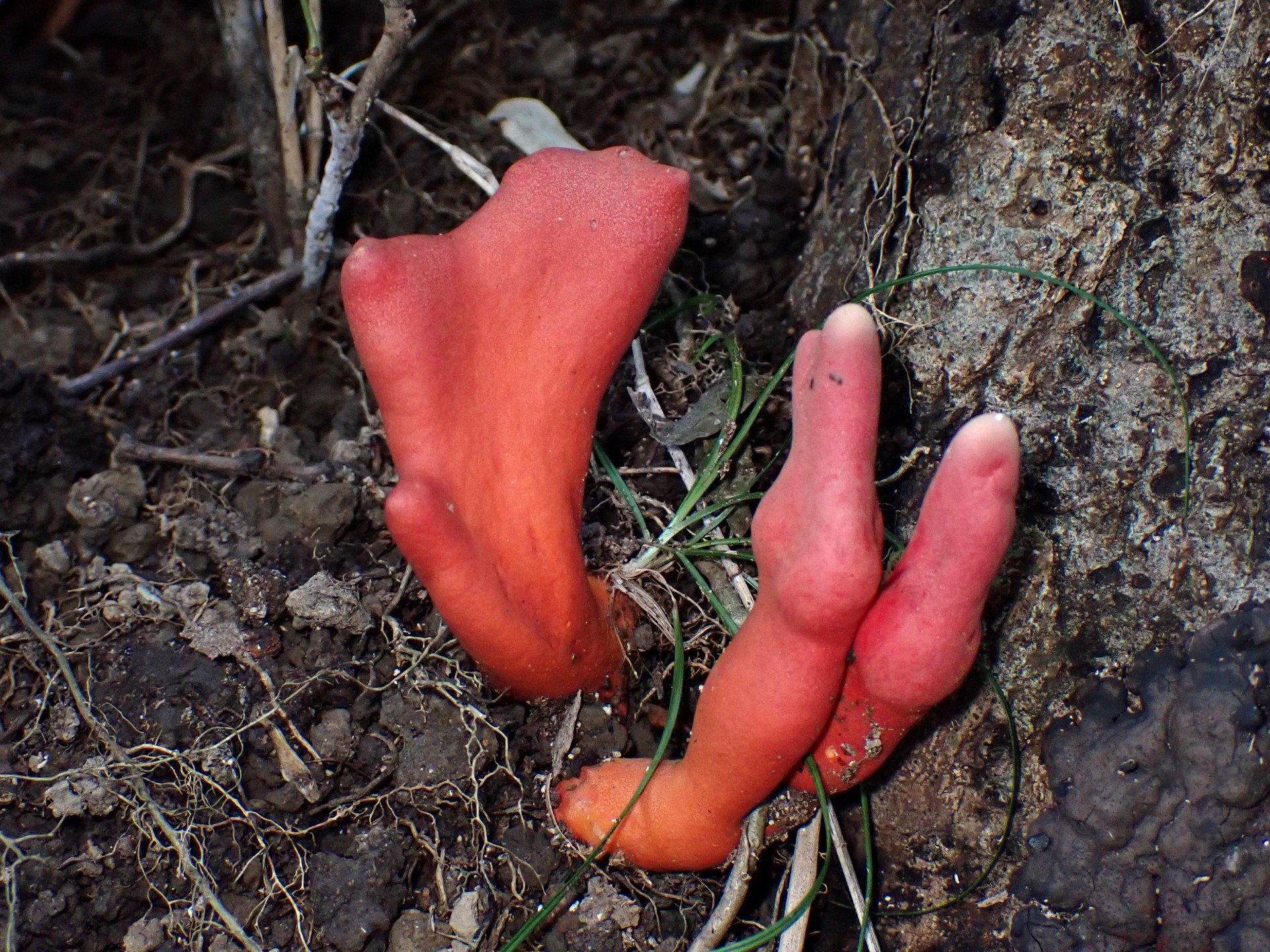 カエンタケ の高画質写真です。横浜市で、2024年10月13日に撮影したものです。