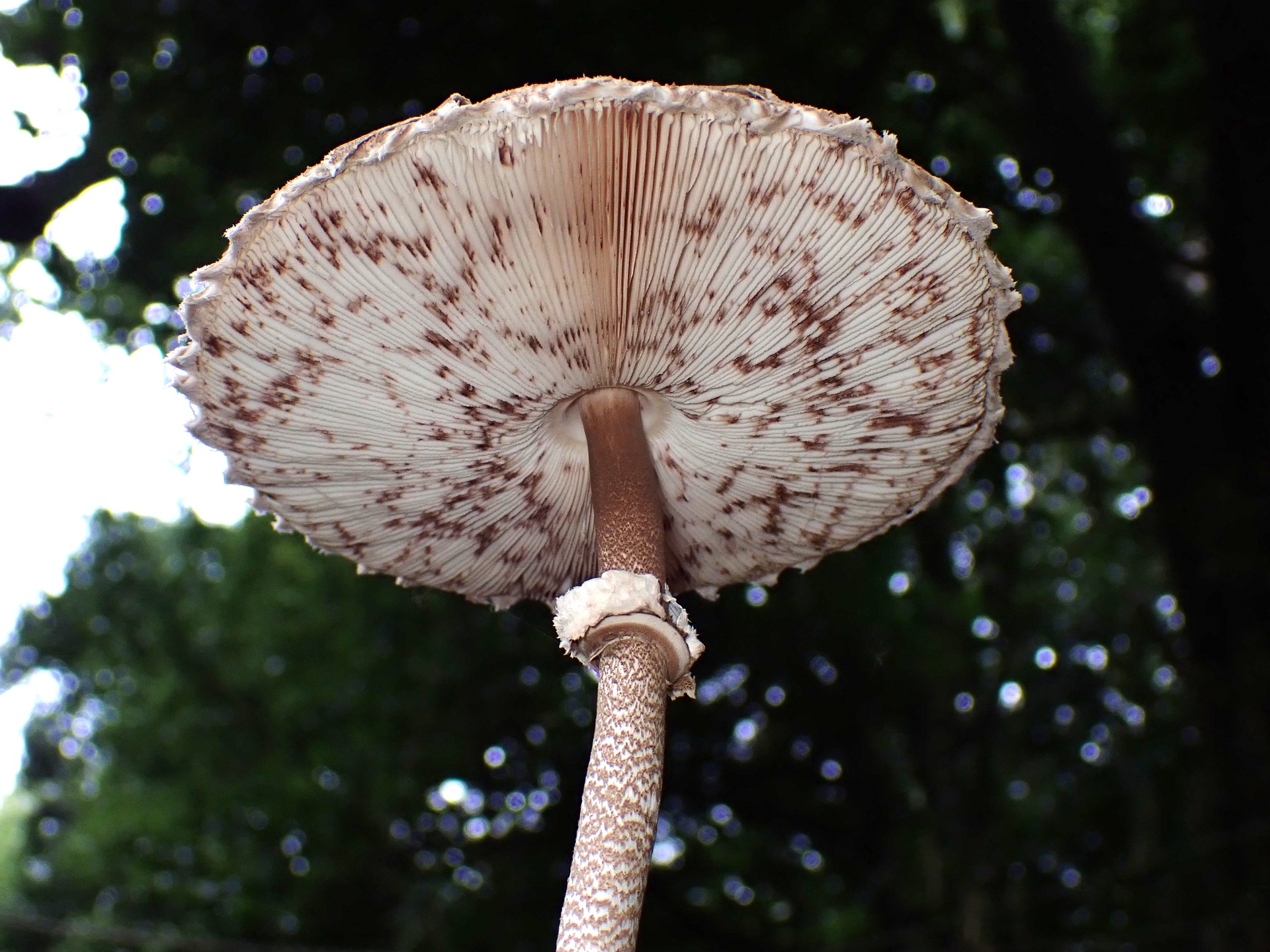 カラカサタケ の高画質写真です。横浜市で、2024年10月27日に撮影したものです。