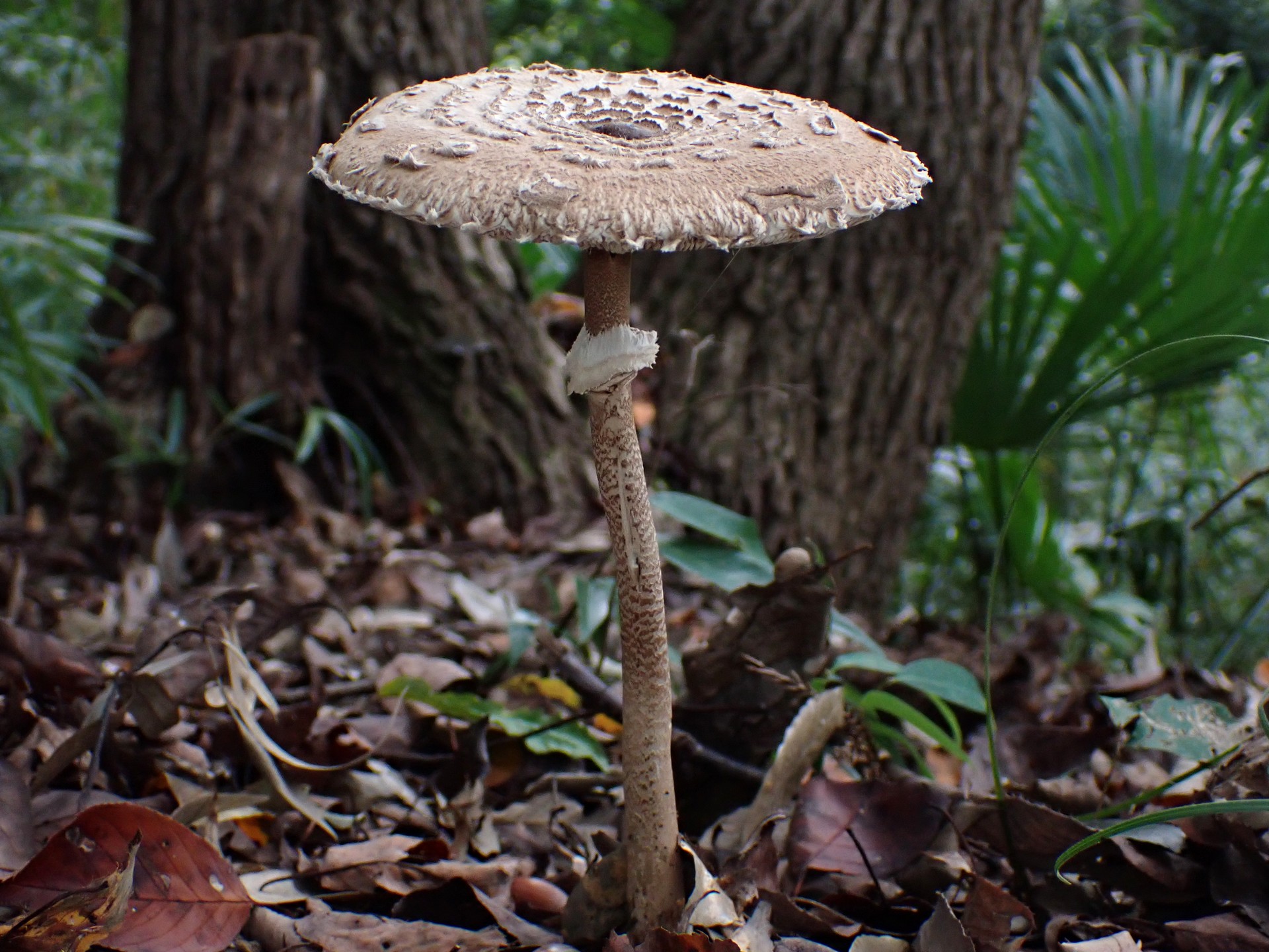 カラカサタケ の高画質写真です。横浜市で、2024年10月27日に撮影したものです。