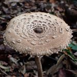 カラカサタケ の高画質写真です。横浜市で、2024年10月27日に撮影したものです。