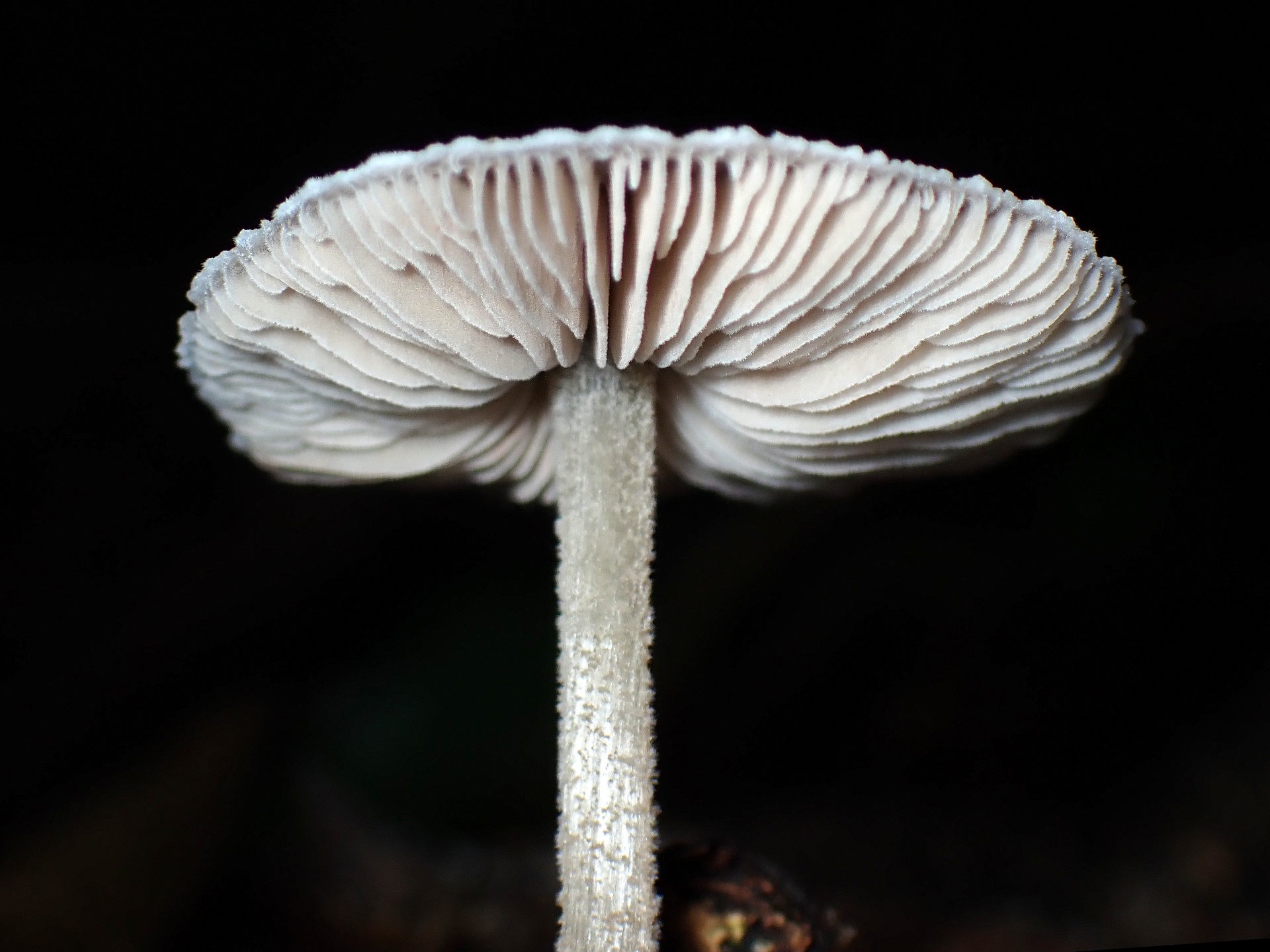 カサヒダタケ の高画質写真です。横浜市で、2024年10月25日に撮影したものです。