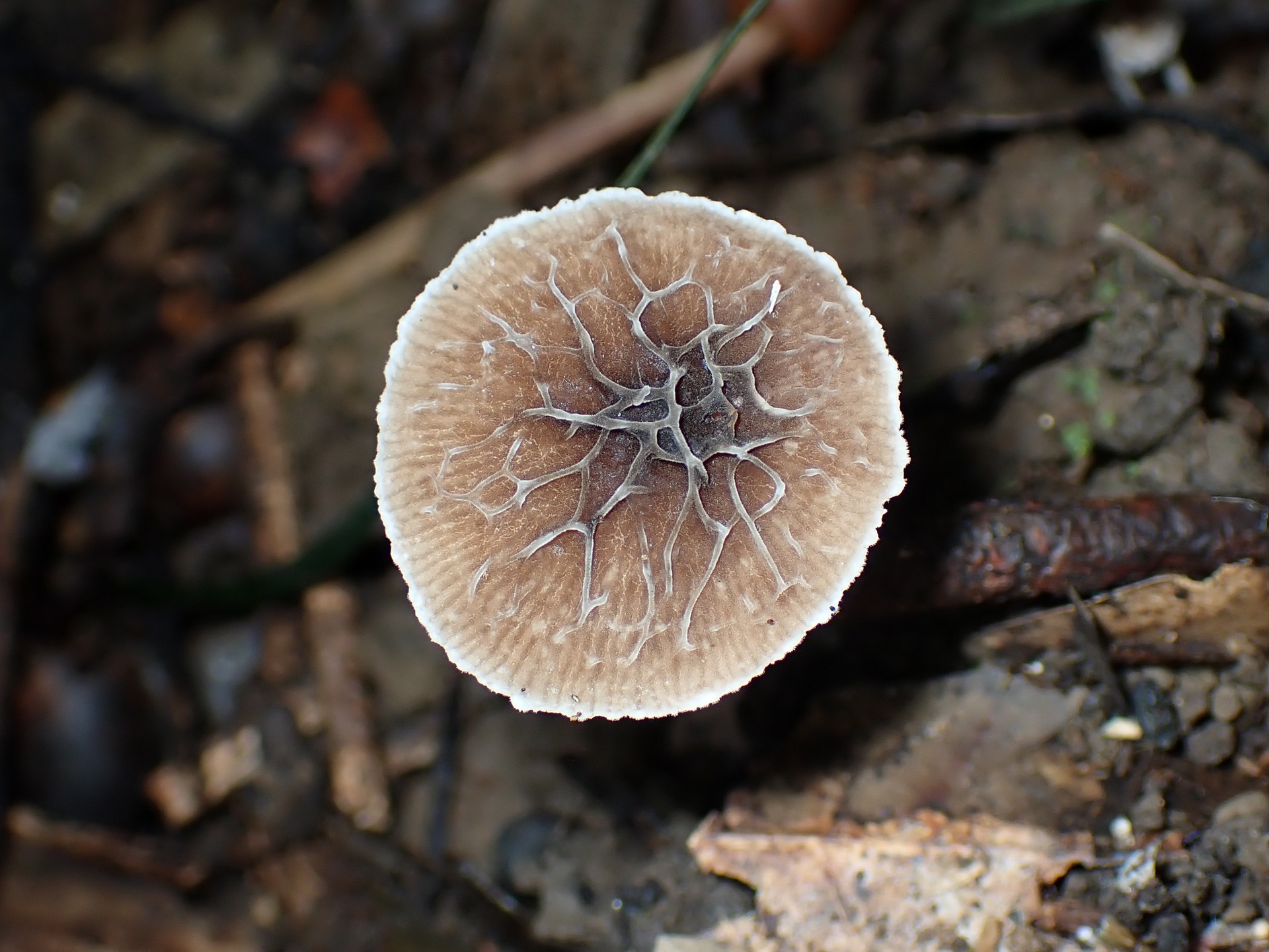 カサヒダタケ の高画質写真です。横浜市で、2024年10月25日に撮影したものです。