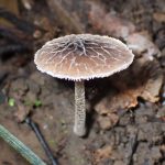 カサヒダタケ の高画質写真です。横浜市で、2024年10月25日に撮影したものです。