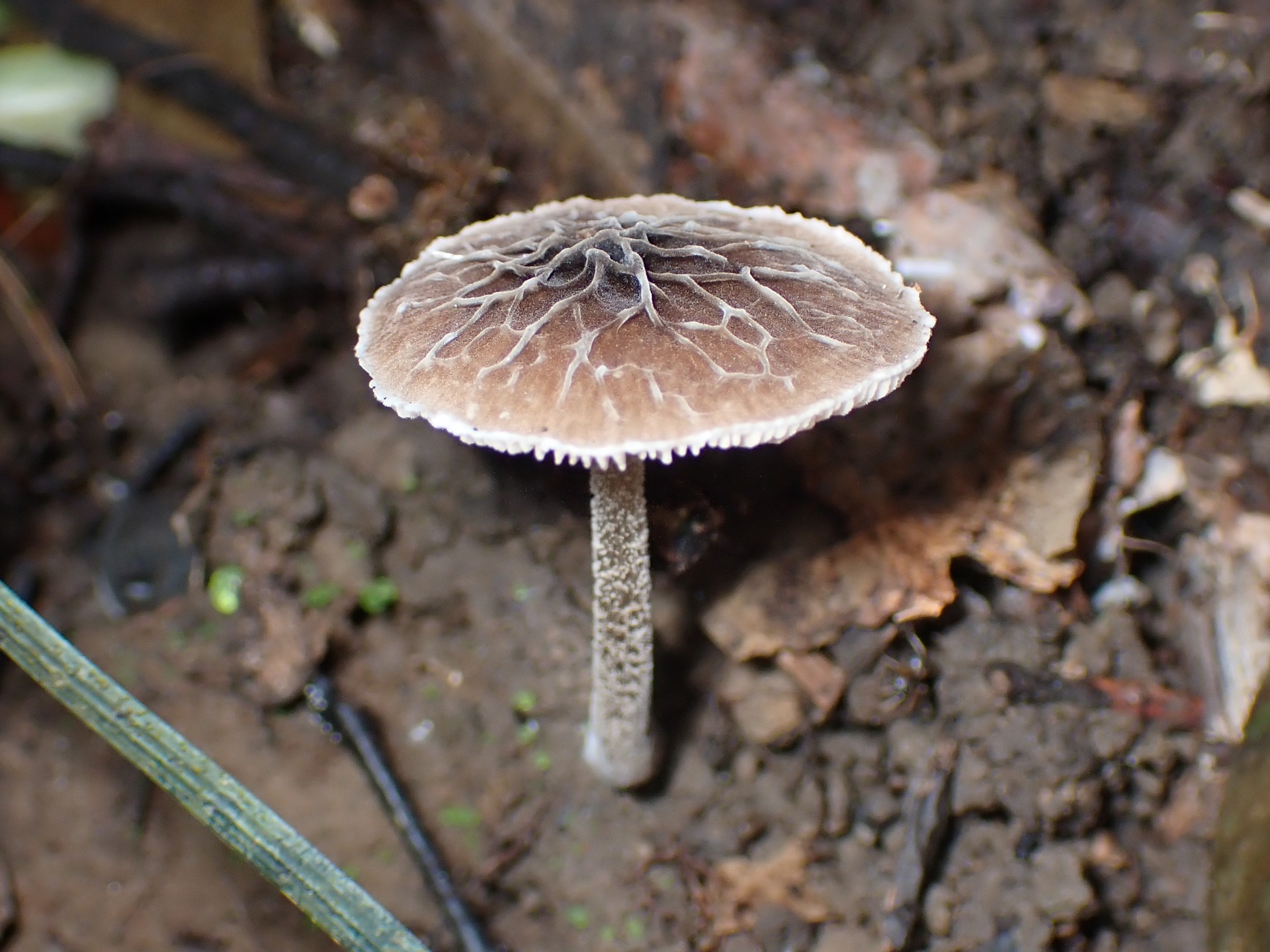 カサヒダタケ の高画質写真です。横浜市で、2024年10月25日に撮影したものです。