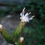 カシワバハグマ の高画質写真です。横浜市で、2024年10月1日に撮影したものです。