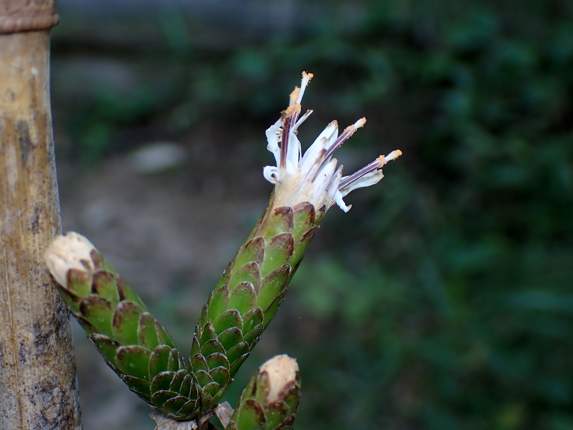 カシワバハグマ の高画質写真です。横浜市で、2024年10月1日に撮影したものです。