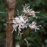 カシワバハグマ の高画質写真です。横浜市で、2024年10月6日に撮影したものです。