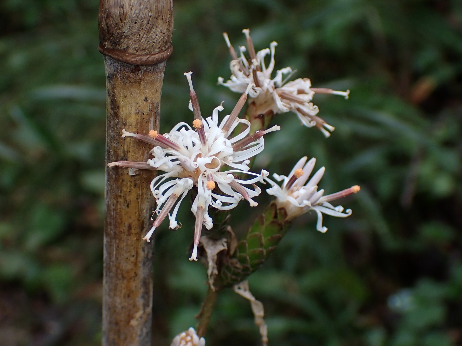 カシワバハグマ の高画質写真です。横浜市で、2024年10月6日に撮影したものです。