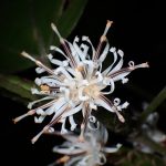 カシワバハグマ の高画質写真です。横浜市で、2024年10月21日に撮影したものです。