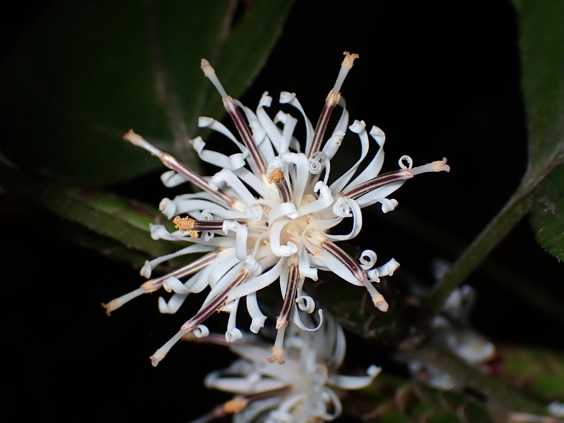 カシワバハグマ の高画質写真です。横浜市で、2024年10月21日に撮影したものです。