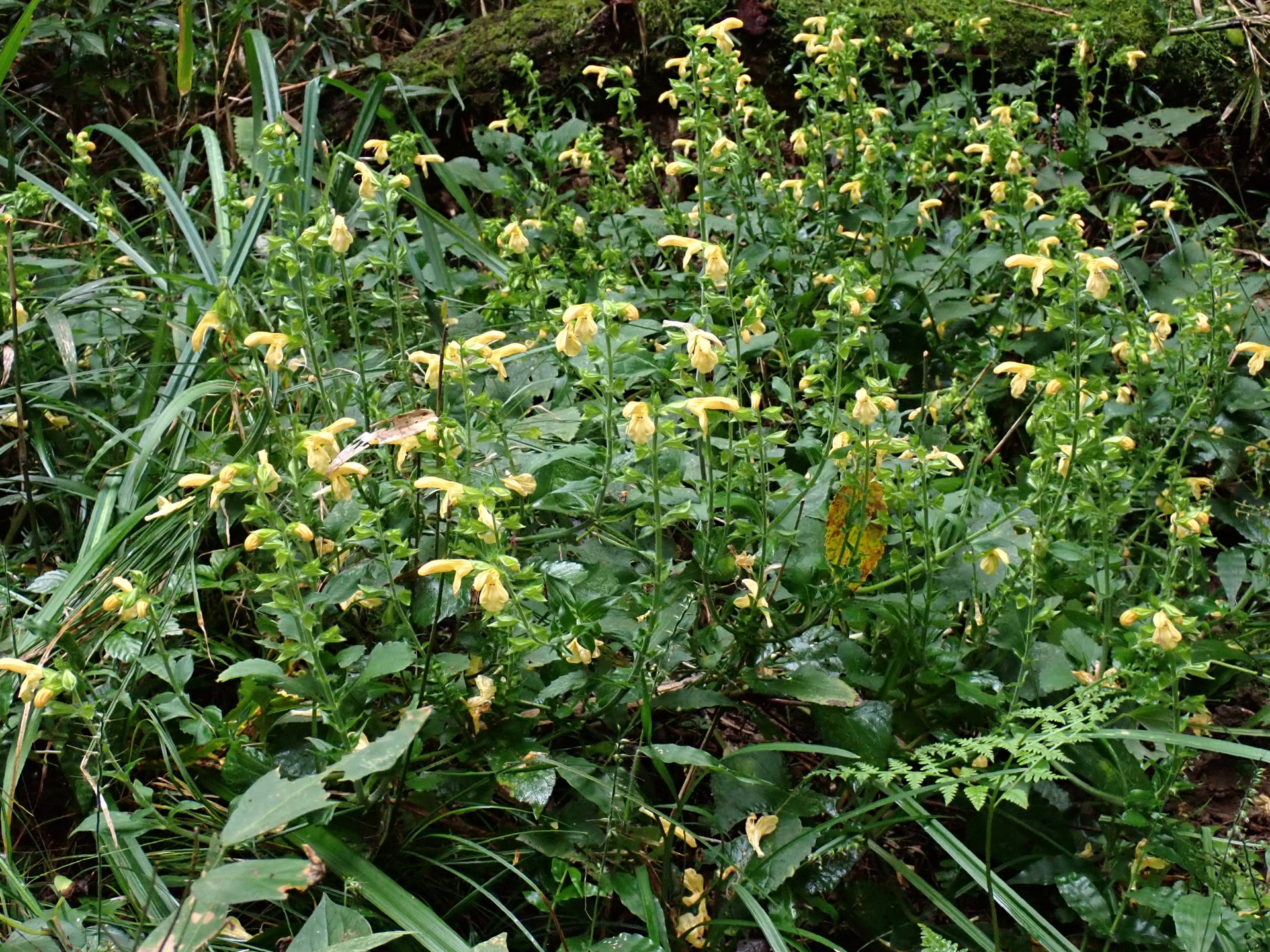 キバナアキギリ の高画質写真です。横浜市で、2024年9月30日に撮影したものです。