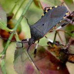 キバラヘリカメムシ の高画質写真です。横浜市で、2024年10月13日に撮影したものです。