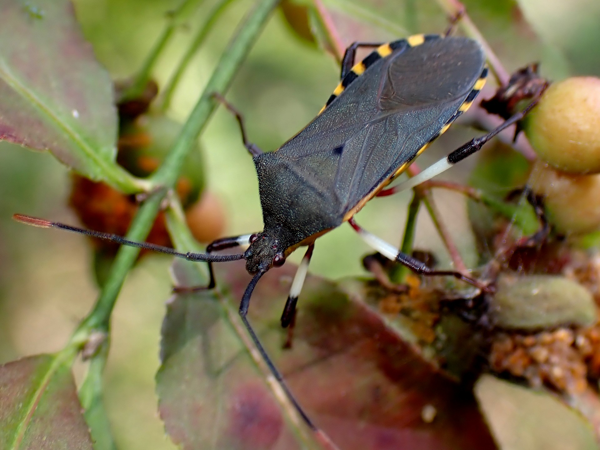 キバラヘリカメムシ の高画質写真です。横浜市で、2024年10月13日に撮影したものです。