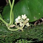 キジョラン の高画質写真です。横浜市で、2024年10月20日に撮影したものです。