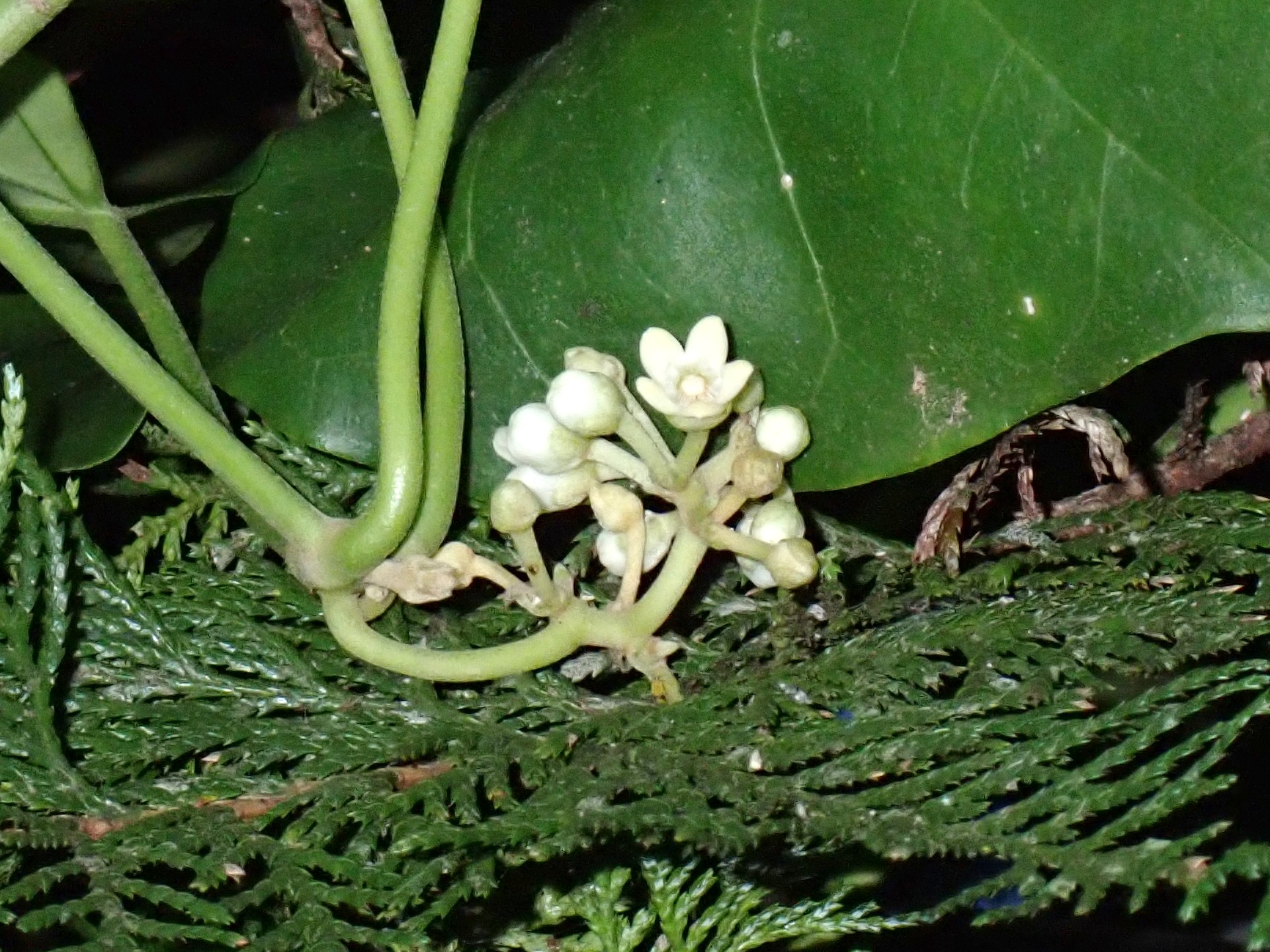キジョラン の高画質写真です。横浜市で、2024年10月20日に撮影したものです。