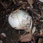 きのこのタマゴ の高画質写真です。横浜市で、2024年10月24日に撮影したものです。