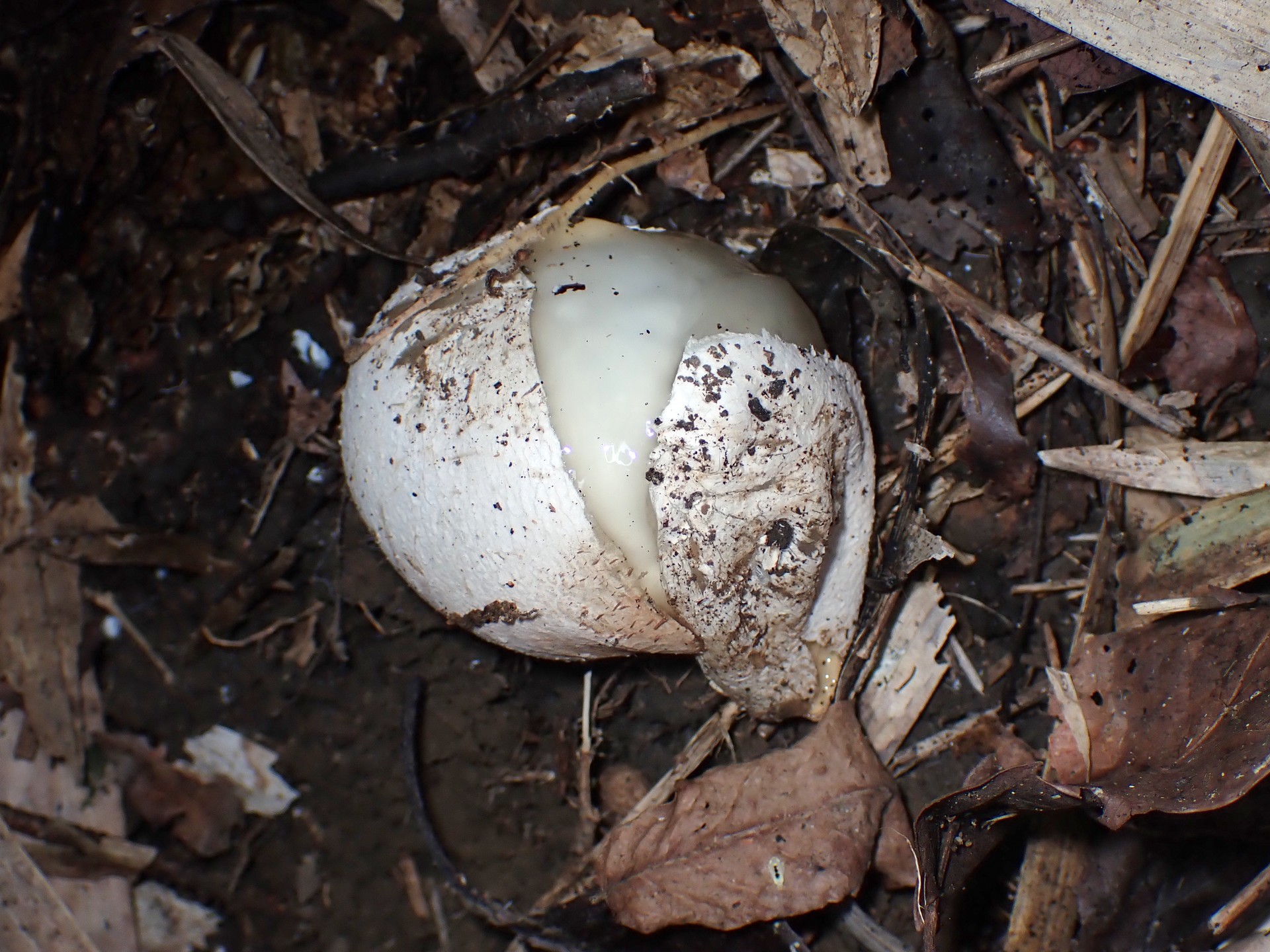 きのこのタマゴ の高画質写真です。横浜市で、2024年10月24日に撮影したものです。