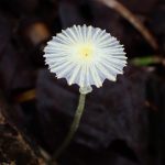 キツネノハナガサ の高画質写真です。横浜市で、2024年10月6日に撮影したものです。