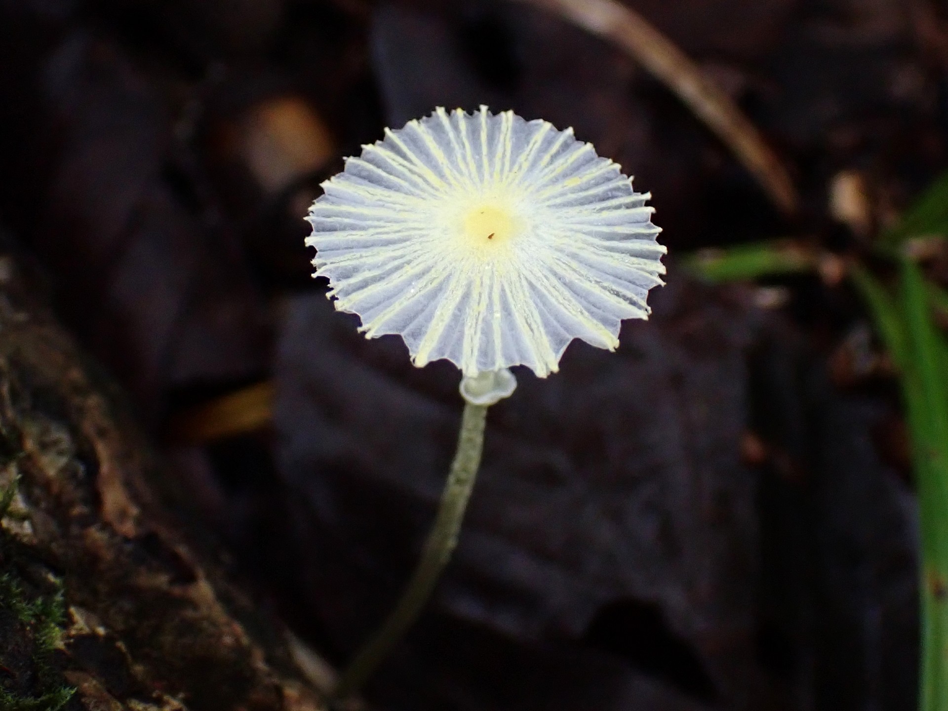 キツネノハナガサ の高画質写真です。横浜市で、2024年10月6日に撮影したものです。