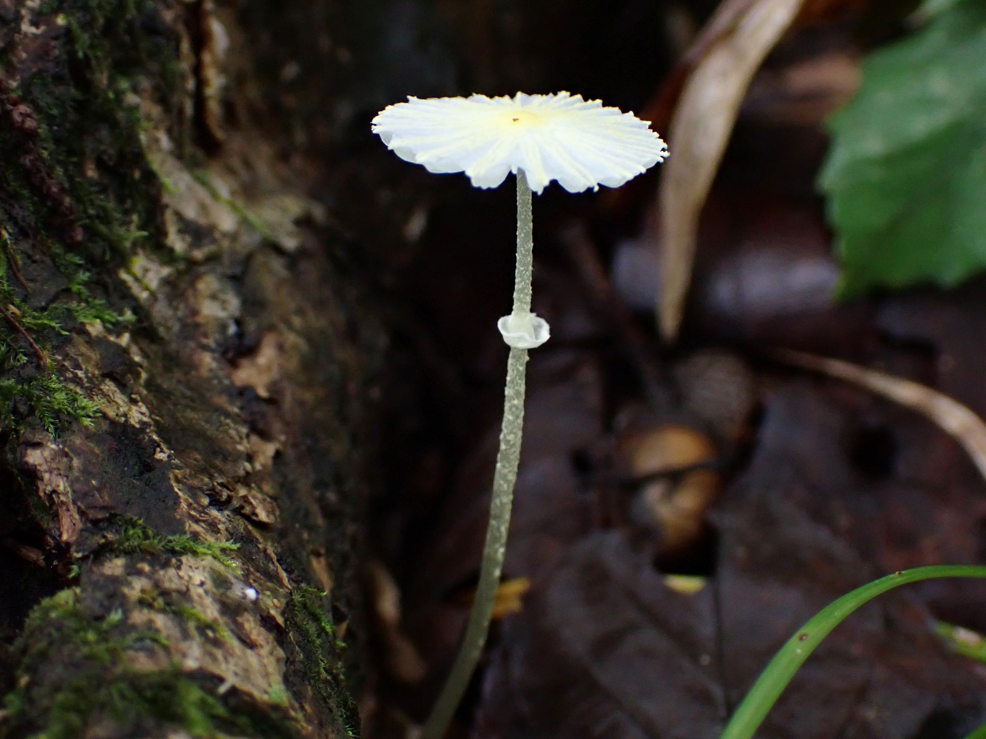 キツネノハナガサ の高画質写真です。横浜市で、2024年10月6日に撮影したものです。