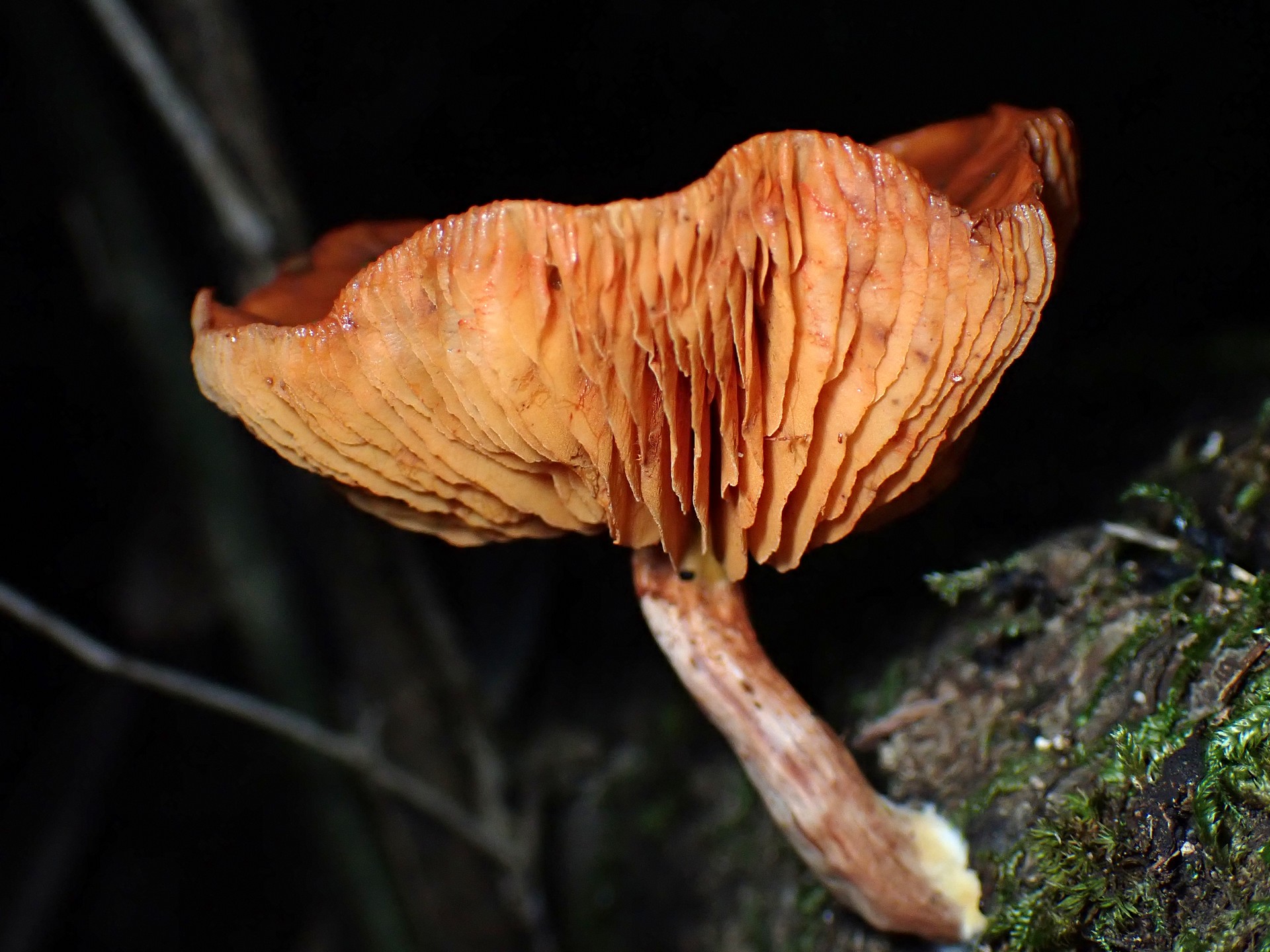 キツネタケ の高画質写真です。横浜市で、2024年10月27日に撮影したものです。