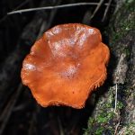 キツネタケ の高画質写真です。横浜市で、2024年10月27日に撮影したものです。