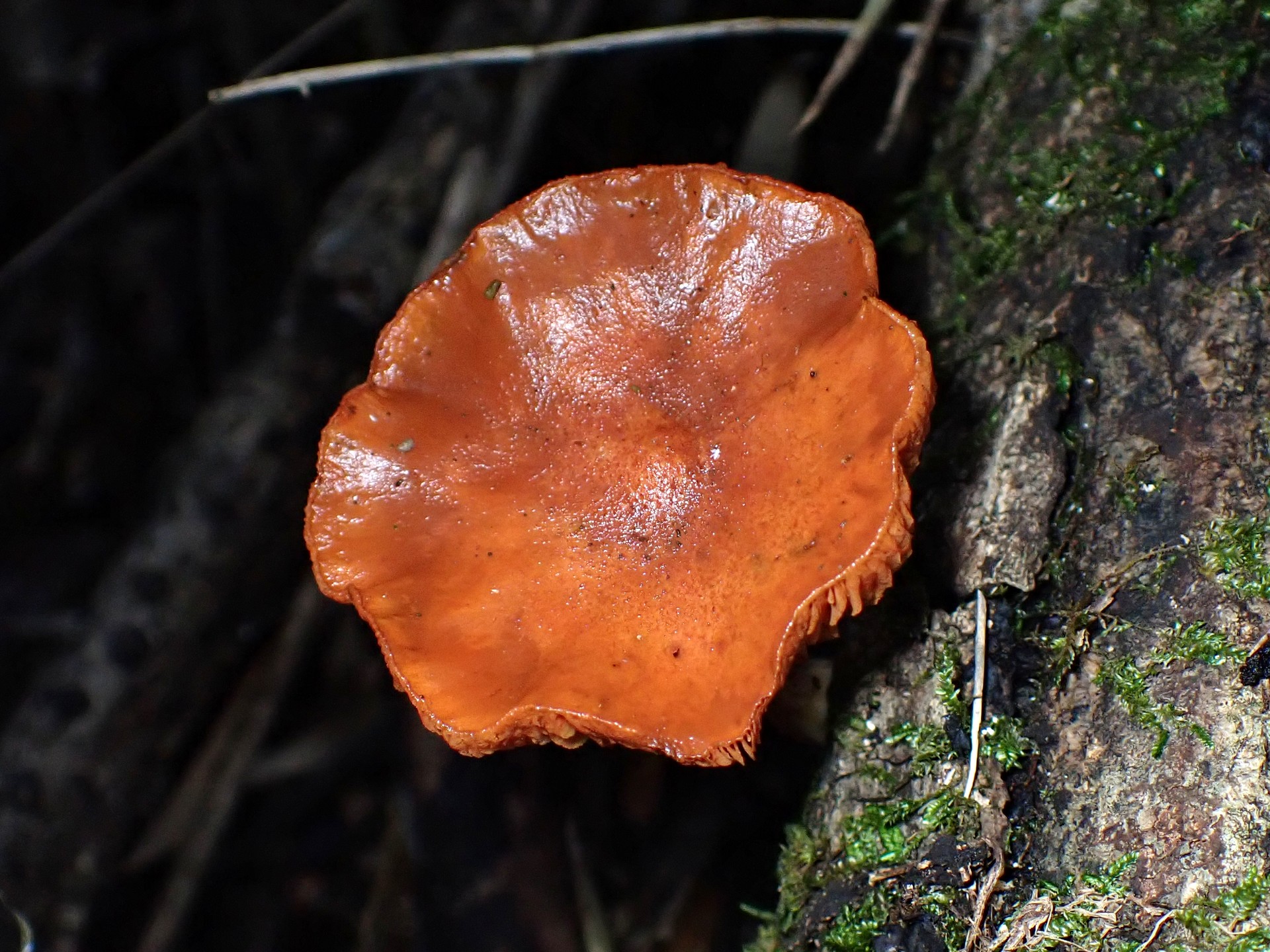 キツネタケ の高画質写真です。横浜市で、2024年10月27日に撮影したものです。