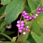 コムラサキ の高画質写真です。横浜市で、2024年10月6日に撮影したものです。