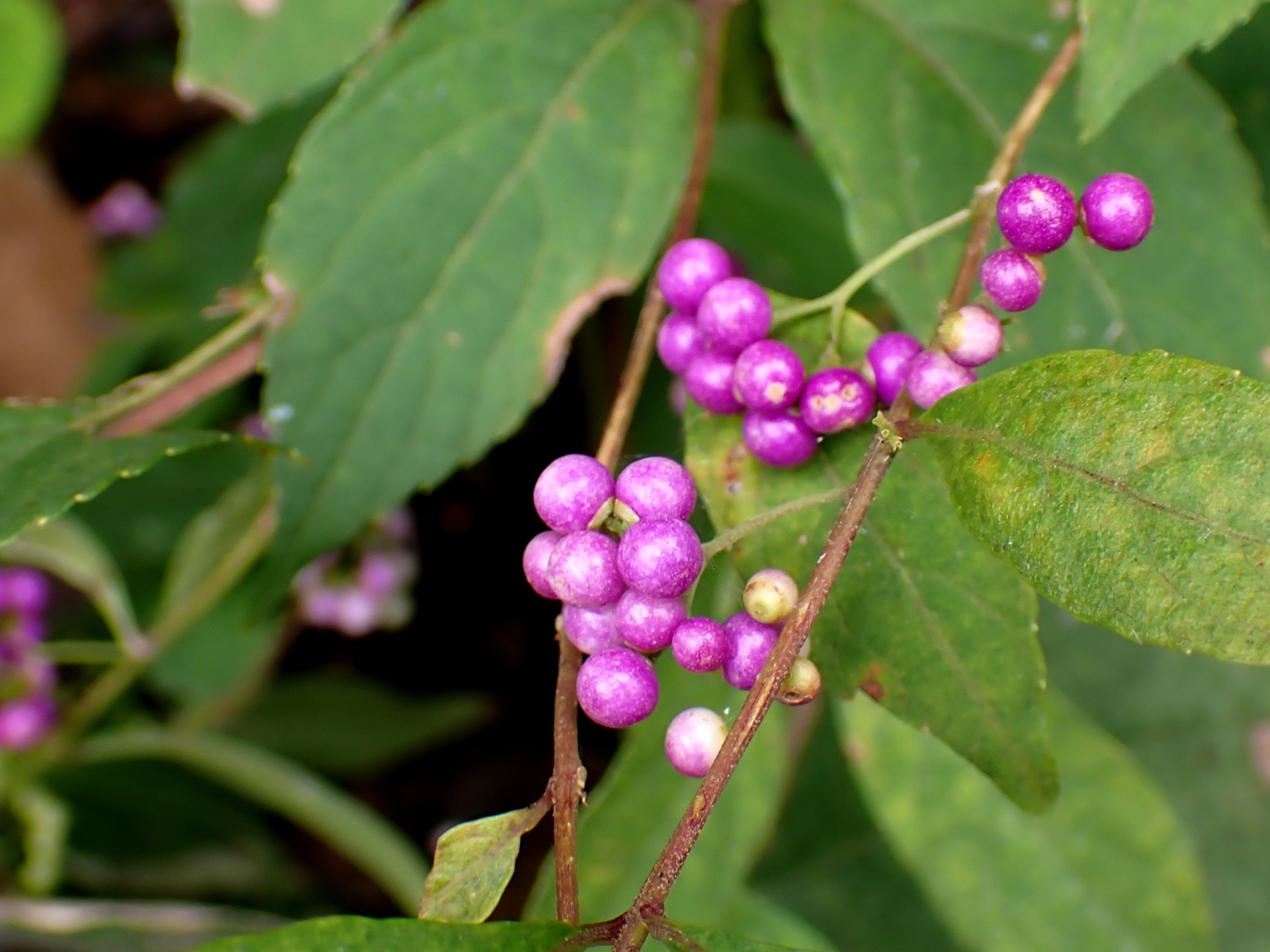 コムラサキ の高画質写真です。横浜市で、2024年10月6日に撮影したものです。