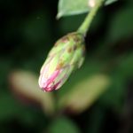 コウヤボウキ の高画質写真です。横浜市で、2024年10月13日に撮影したものです。