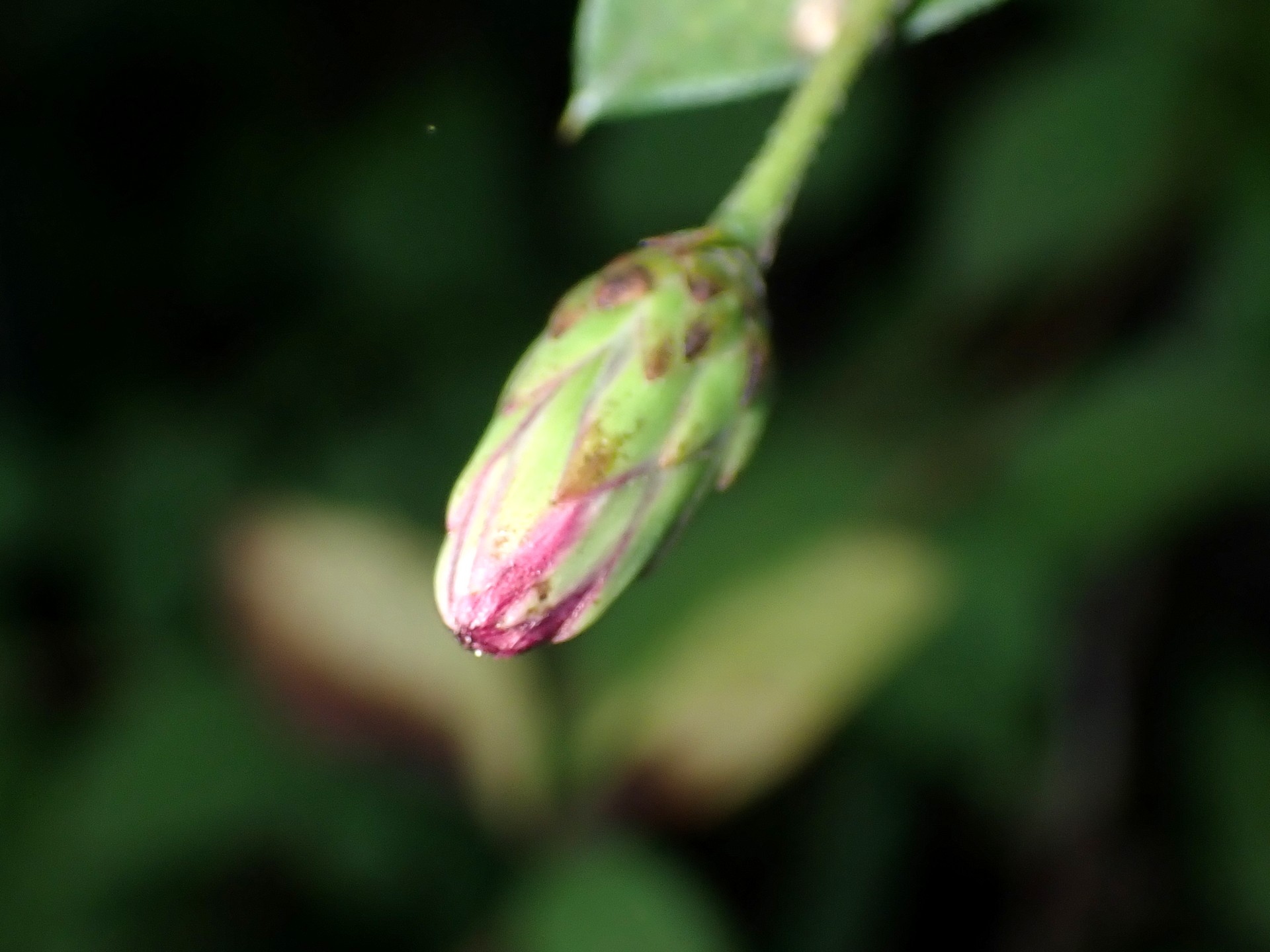 コウヤボウキ の高画質写真です。横浜市で、2024年10月13日に撮影したものです。