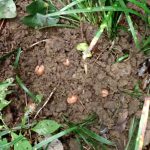 クヌギのドングリ の高画質写真です。横浜市で、2024年10月19日に撮影したものです。