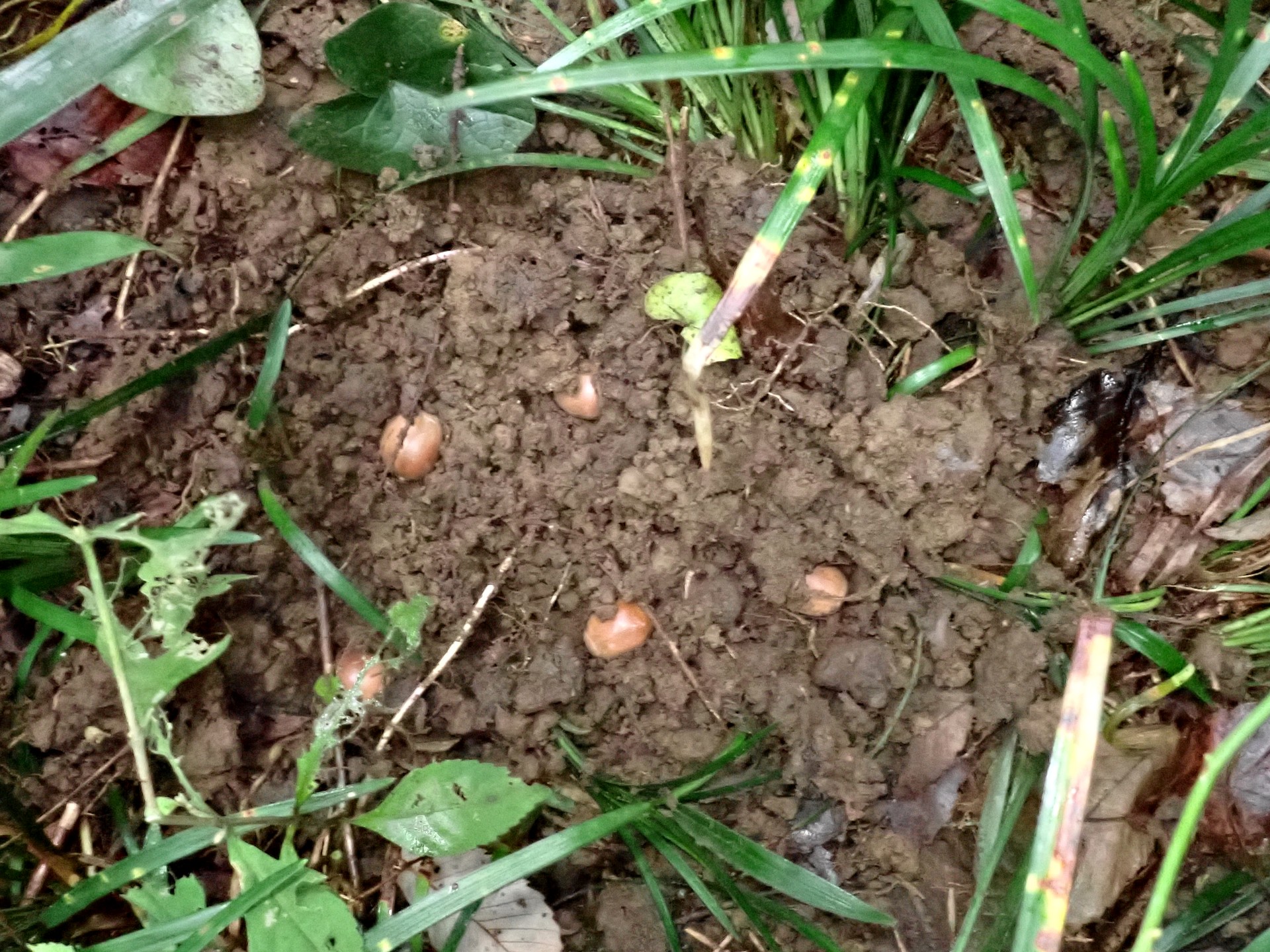 クヌギのドングリ の高画質写真です。横浜市で、2024年10月19日に撮影したものです。