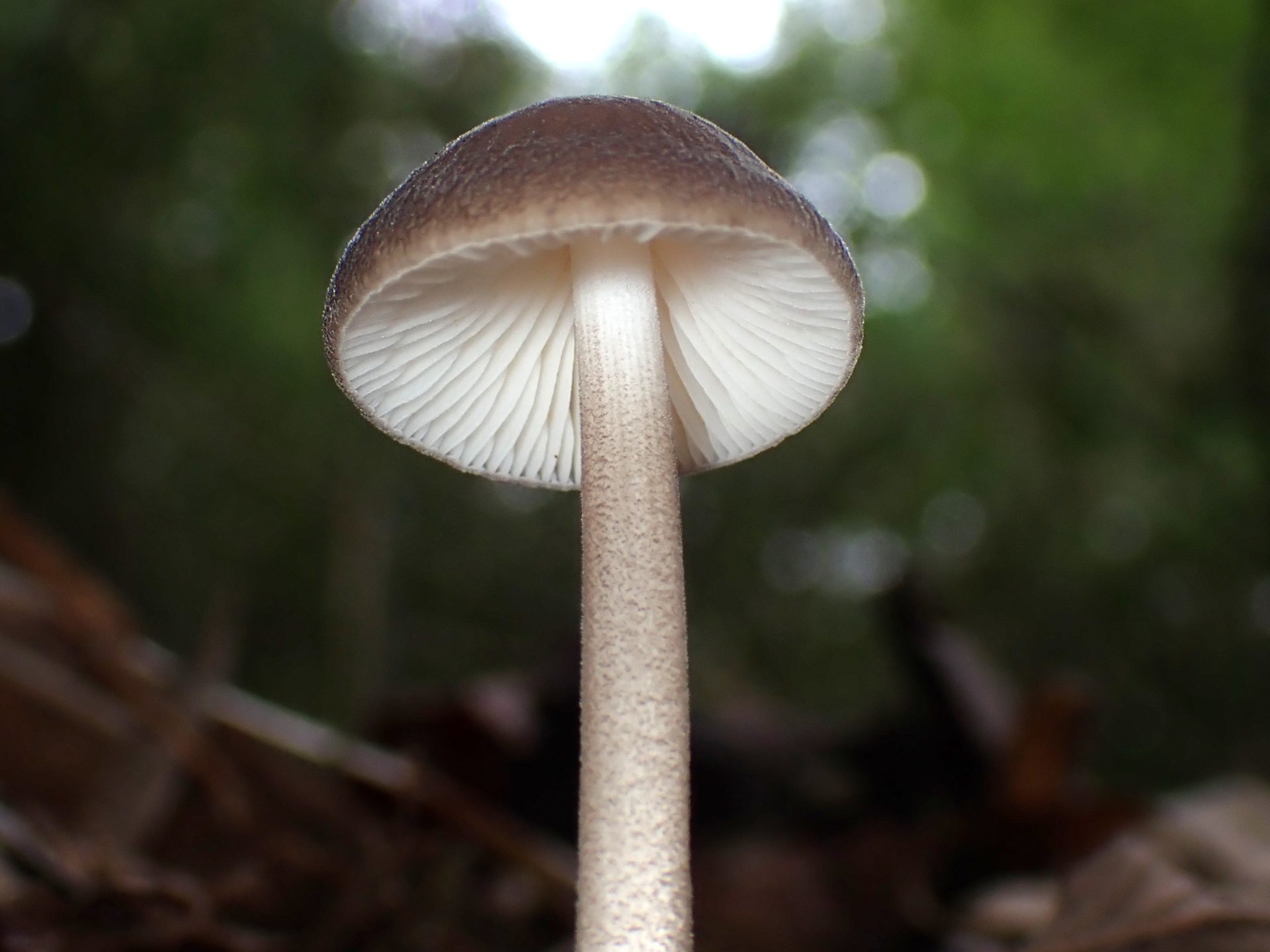 マルミノツエタケ の高画質写真です。横浜市で、2024年10月24日に撮影したものです。