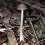 マルミノツエタケ の高画質写真です。横浜市で、2024年10月24日に撮影したものです。