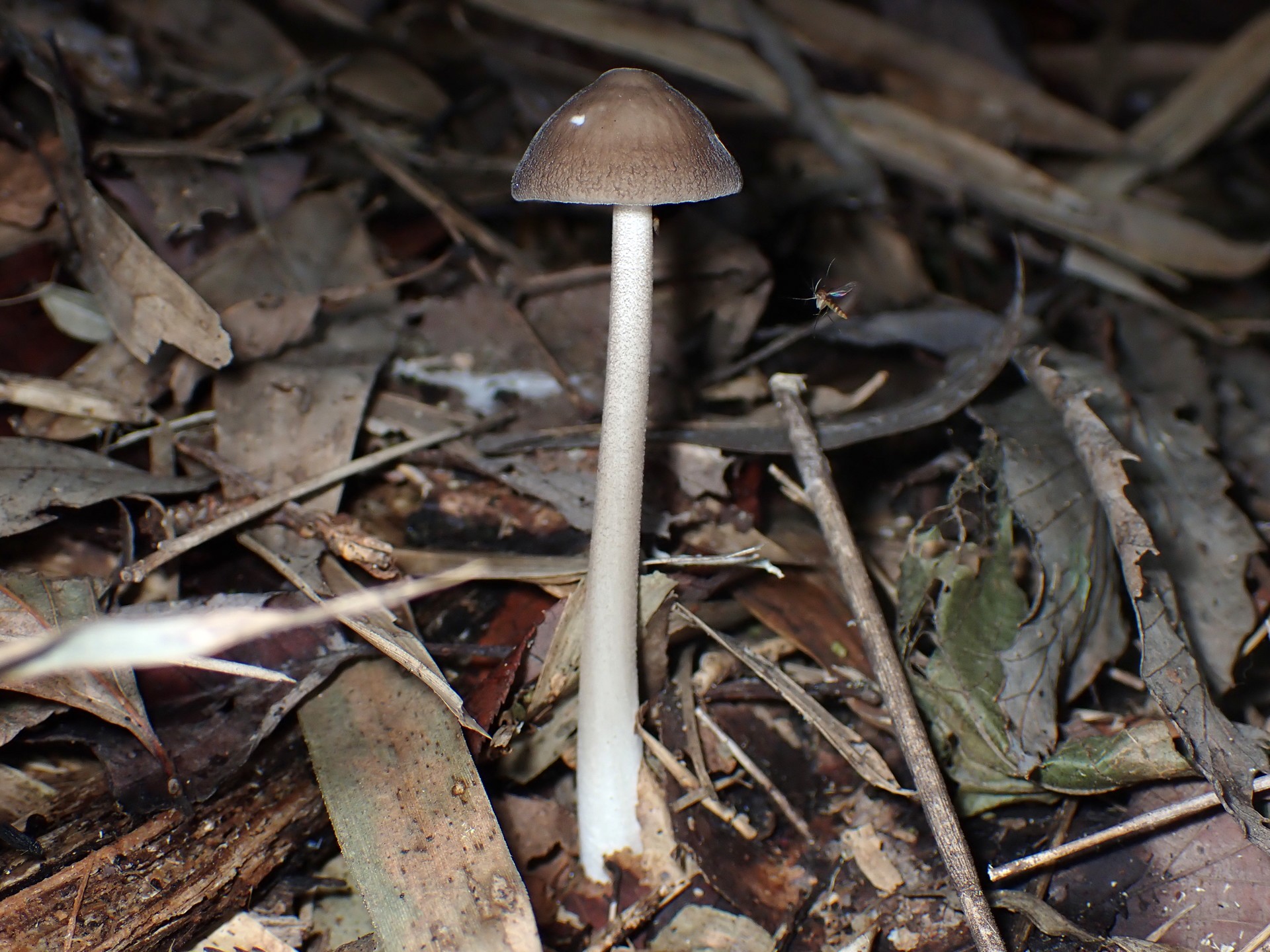 マルミノツエタケ の高画質写真です。横浜市で、2024年10月24日に撮影したものです。