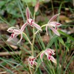 マヤラン の高画質写真です。横浜市で、2024年10月7日に撮影したものです。