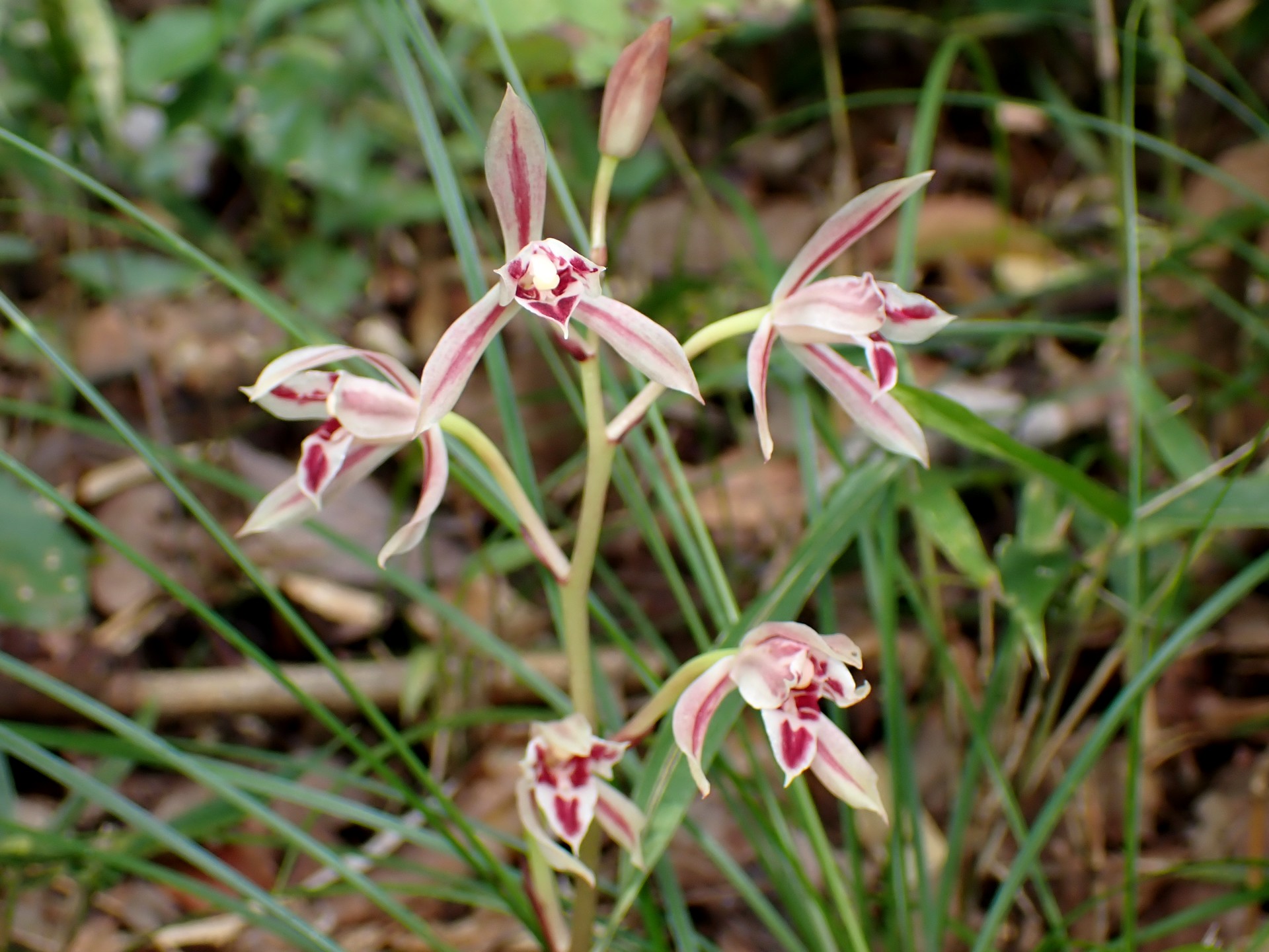 マヤラン の高画質写真です。横浜市で、2024年10月7日に撮影したものです。