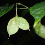 ミツバウツギ の高画質写真です。横浜市で、2024年10月3日に撮影したものです。