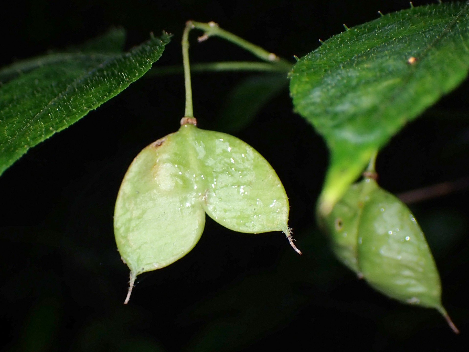 ミツバウツギ の高画質写真です。横浜市で、2024年10月3日に撮影したものです。