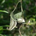 ミツバウツギ の高画質写真です。横浜市で、2024年10月11日に撮影したものです。