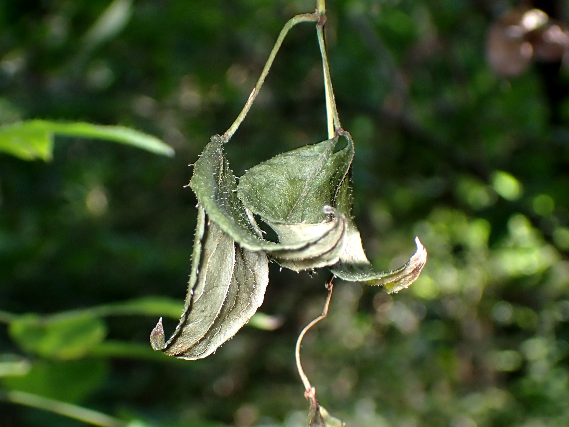 ミツバウツギ の高画質写真です。横浜市で、2024年10月11日に撮影したものです。