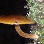 モジホコリの仲間 の高画質写真です。横浜市で、2024年10月3日に撮影したものです。