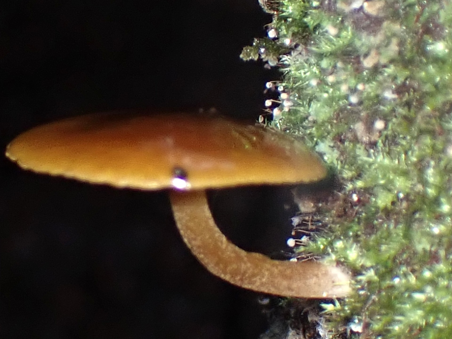 モジホコリの仲間 の高画質写真です。横浜市で、2024年10月3日に撮影したものです。