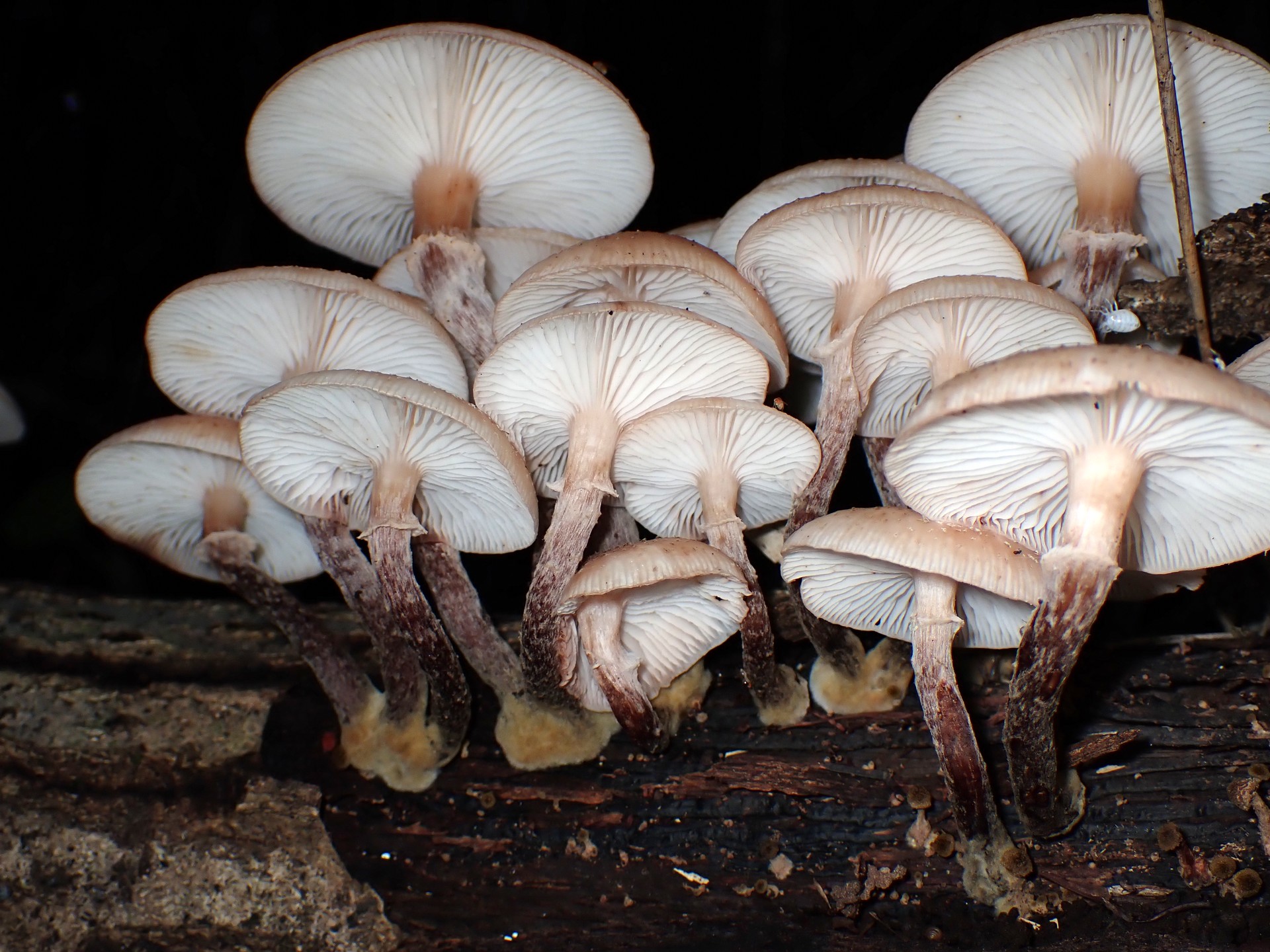 ナラタケ の高画質写真です。横浜市で、2024年10月20日に撮影したものです。