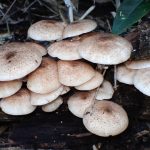 ナラタケ の高画質写真です。横浜市で、2024年10月20日に撮影したものです。