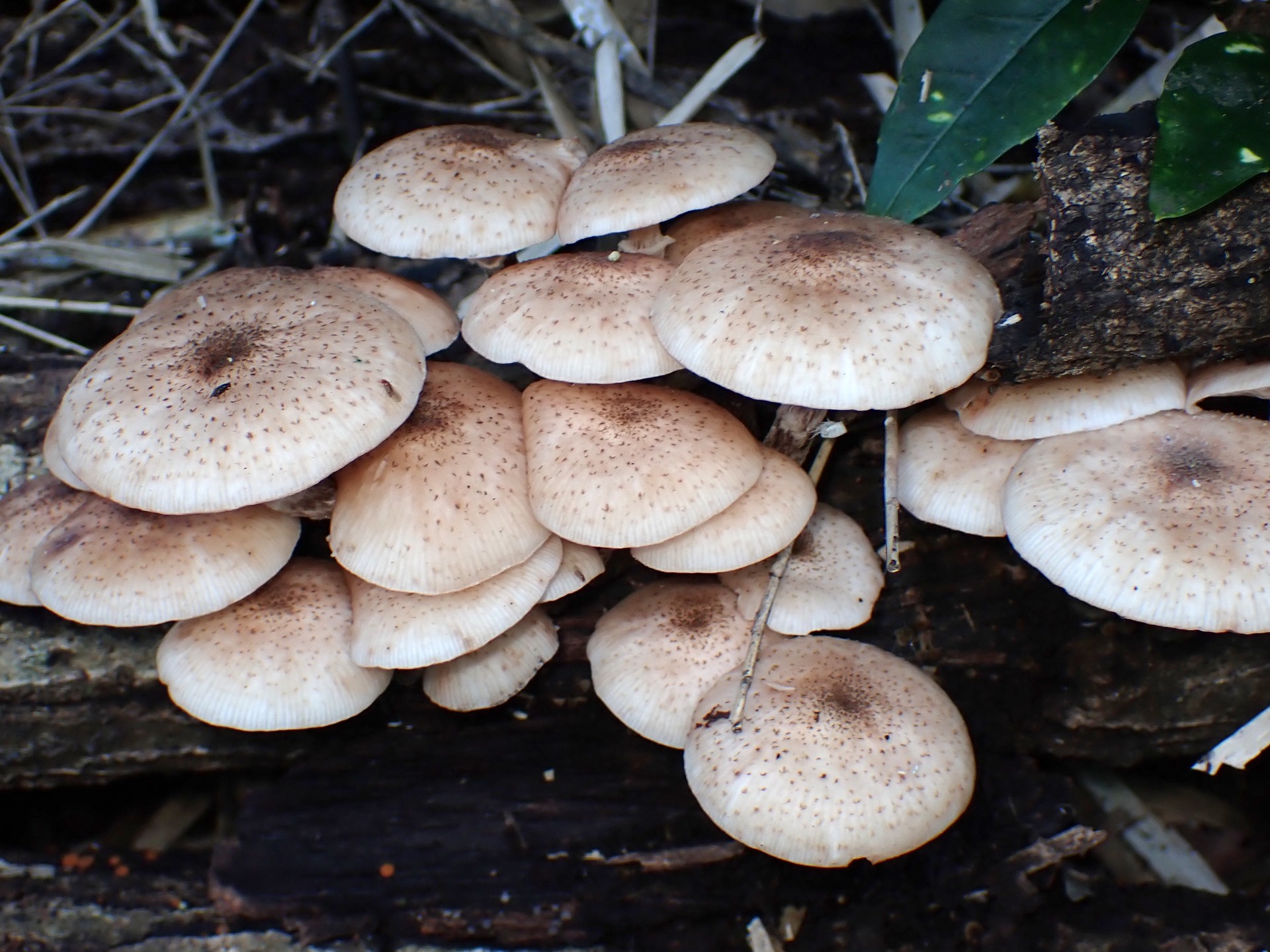 ナラタケ の高画質写真です。横浜市で、2024年10月20日に撮影したものです。